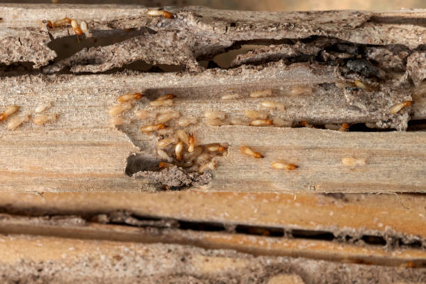 Best Cockroach Control Services  in Stanleytown, VA